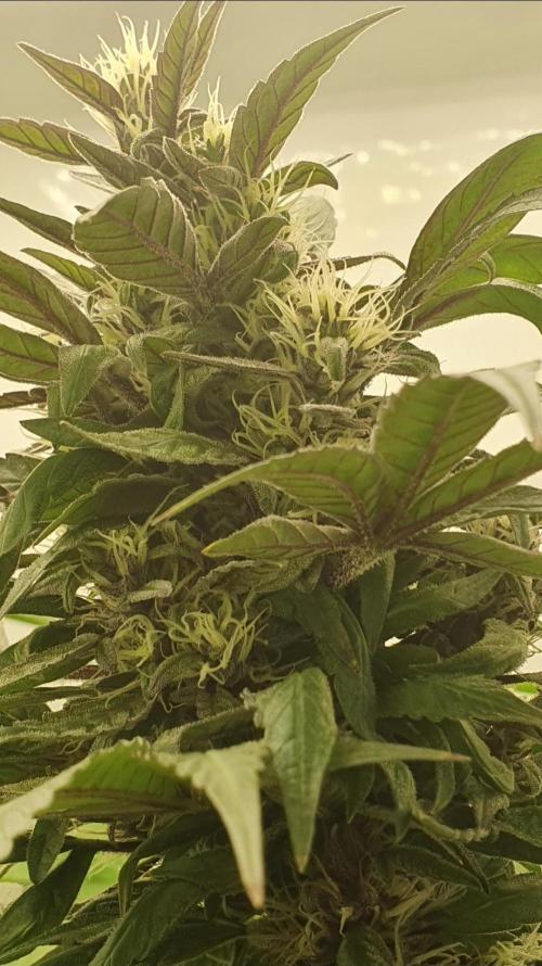 Shireen. Week 10 - Left to mature