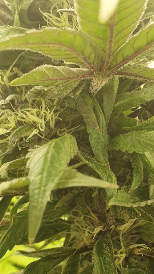 Shireen. Week 10 - Left to mature