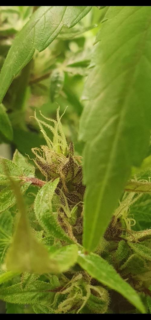 Shireen. Week 10 - Beautiful striped calyx 