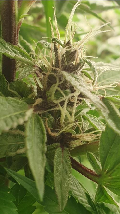 Shireen. Week 10 - Beautiful striped calyx 