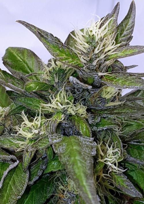 Shireen. Week 10 - White balance to show you what it actually looks like 