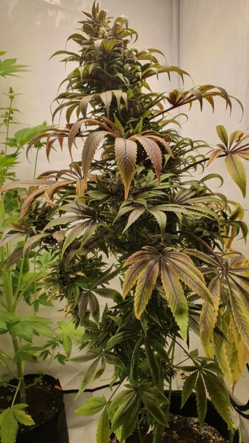 Shireen. Week 11 - Rotated to see inside better