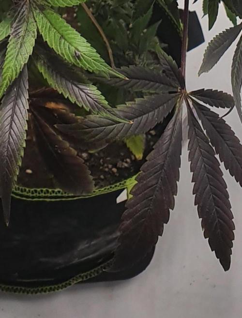 Shireen. Week 12 - Lower leaves turned blackish purple.