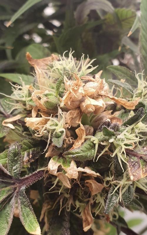 Shireen. Week 12 - Senescence means nutrient transfer to the seeds is complete.