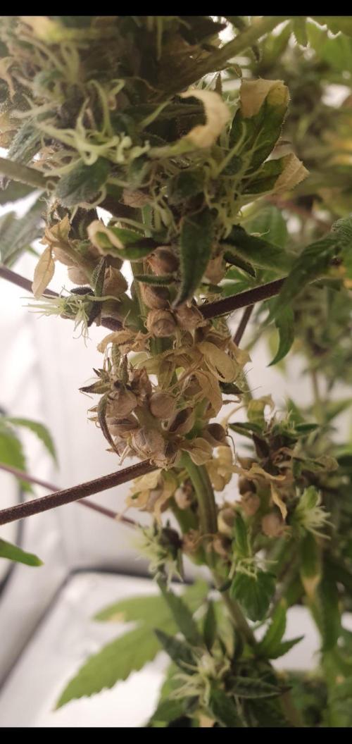 Shireen. Week 12 - Senescence 