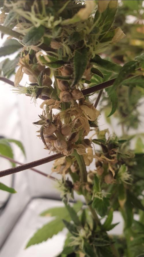 Shireen. Week 12 - Senescence 