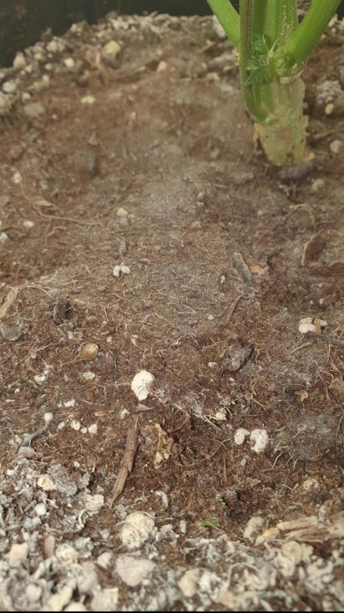 Shireen. Week 12 - The plant dropping seeds means the seeds are fully matured.