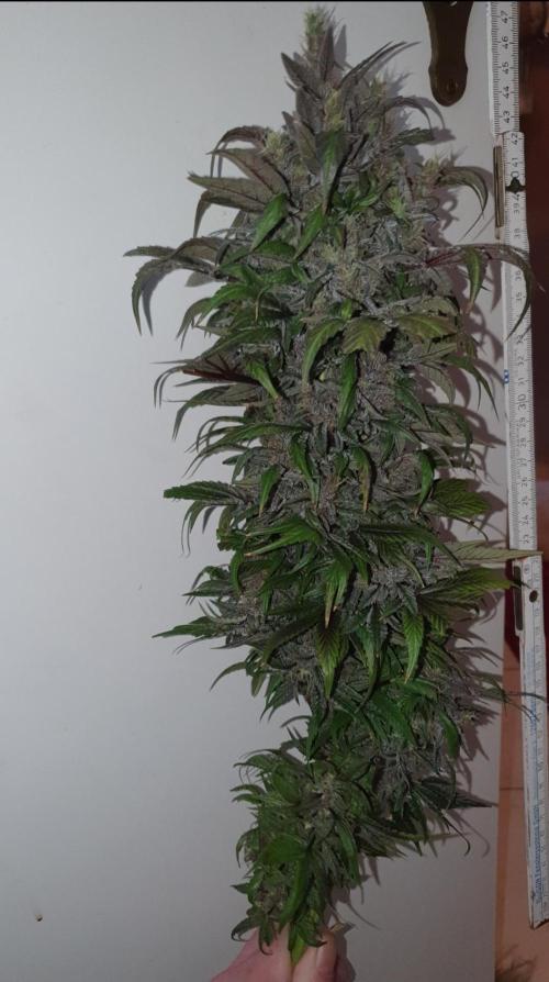 Shireen. Week 13 - Main cola 
