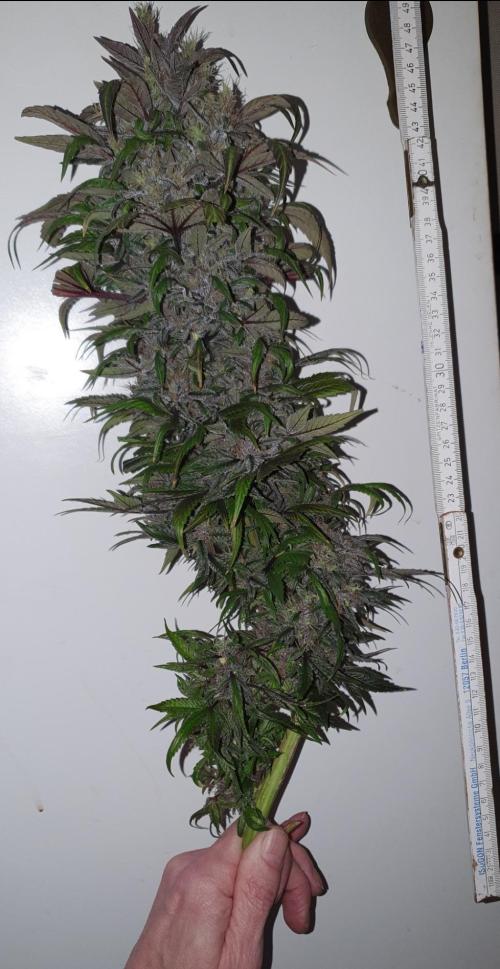 Shireen. Week 13 - Main cola