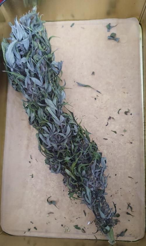 Shireen. Week 13 - bud unmanicured shows blue-ish purple dried. Manicured is blackish purple