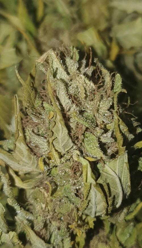 Shireen. Week 13 - The light green expression, dried bud from stash