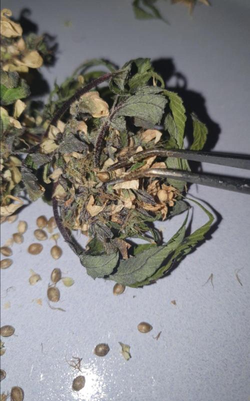 Shireen. Week 13 - Seeds