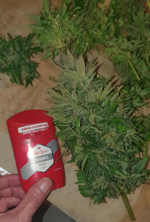 Shireen. Week 13 - Dark green was harvested about 3 weeks too early due to circumstances.