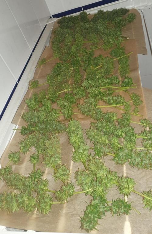 Shireen. Week 10 - Early harvest. Needs to dry fast.