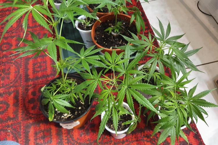 Thin Mint F1-Hybrid. Week 11