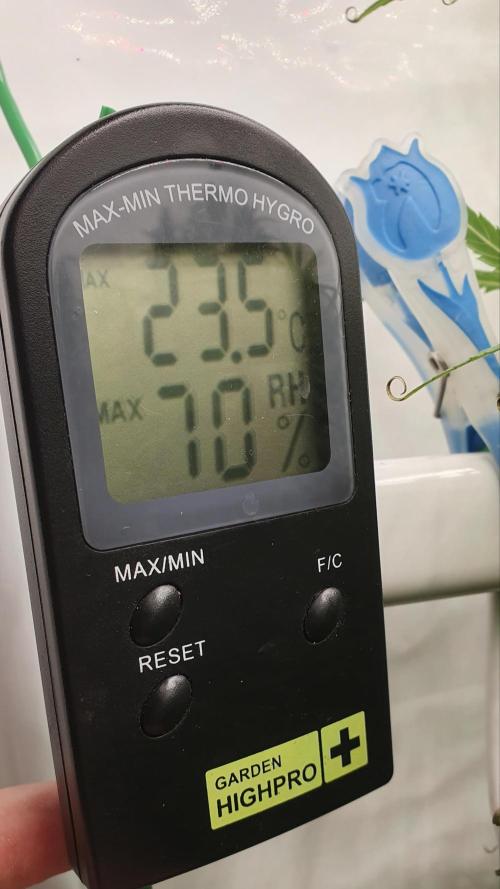 Thin Mint F1-Hybrid. Week 11