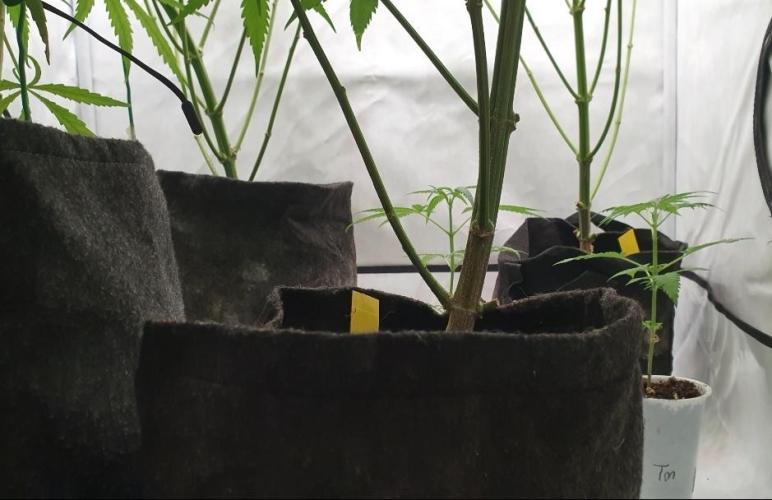 Thin Mint F1-Hybrid. Week 11