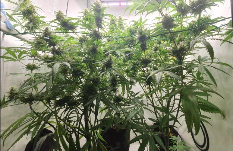 Thin Mint F1-Hybrid. Week 11