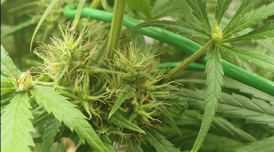 Thin Mint F1-Hybrid. Week 11