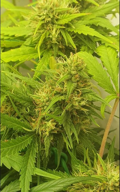 Thin Mint F1-Hybrid. Week 11