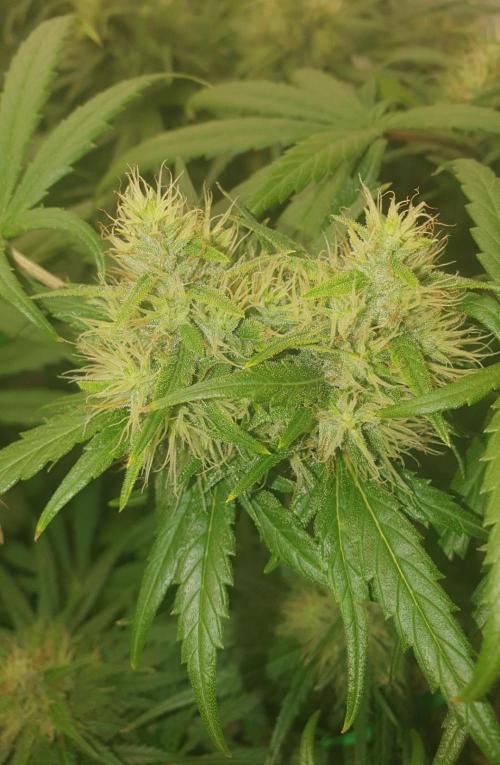 Thin Mint F1-Hybrid. Week 11