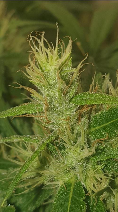 Thin Mint F1-Hybrid. Week 11