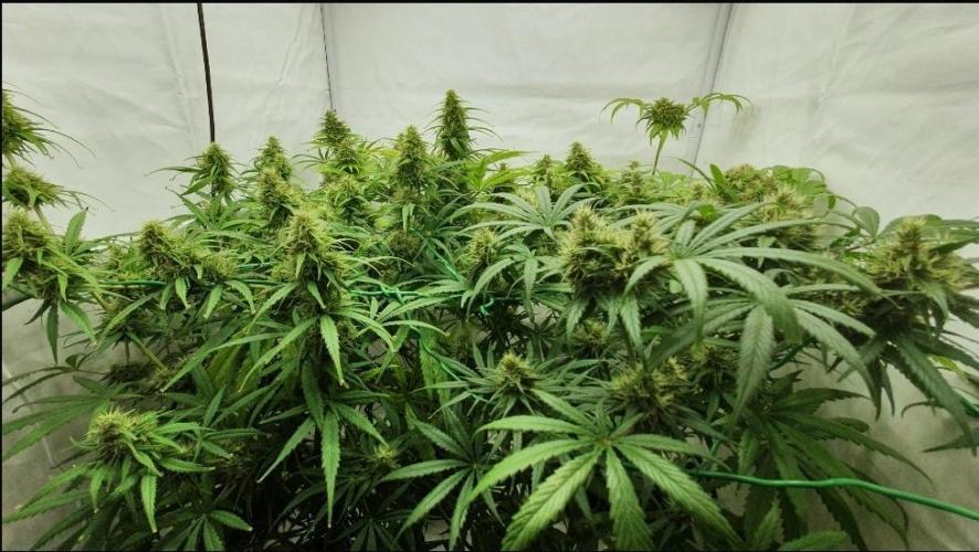 Thin Mint F1-Hybrid. Week 11