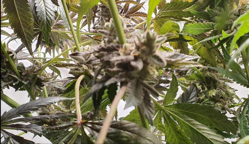 Alien Sparkle. Week 14