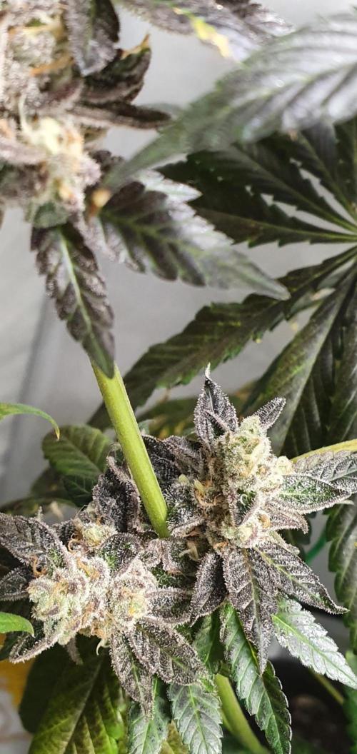 Alien Sparkle. Week 14