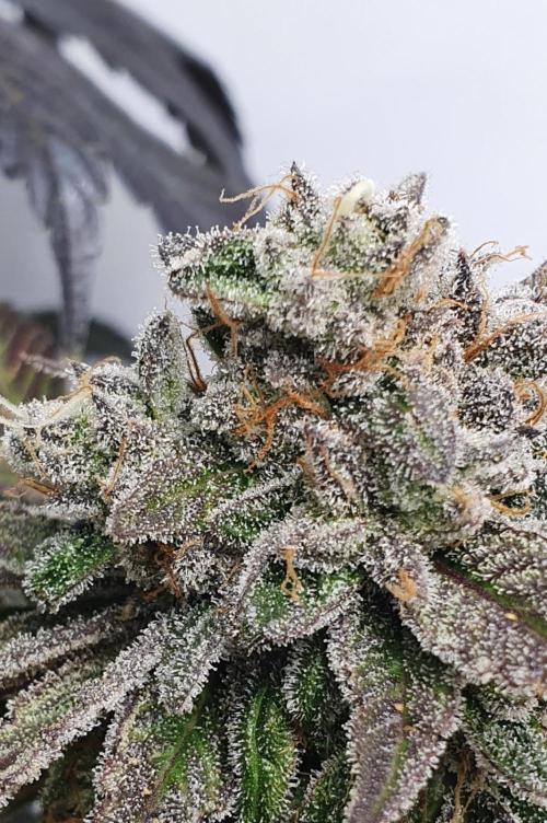 Alien Sparkle. Week 14 - I got candy