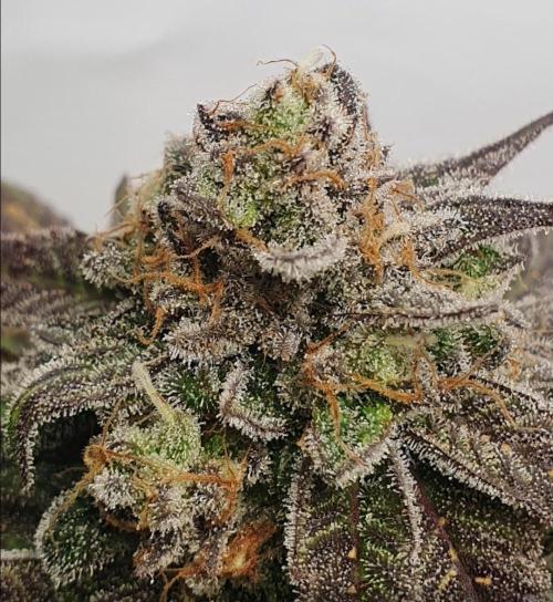 Alien Sparkle. Week 14 - Your eyes roll in your head