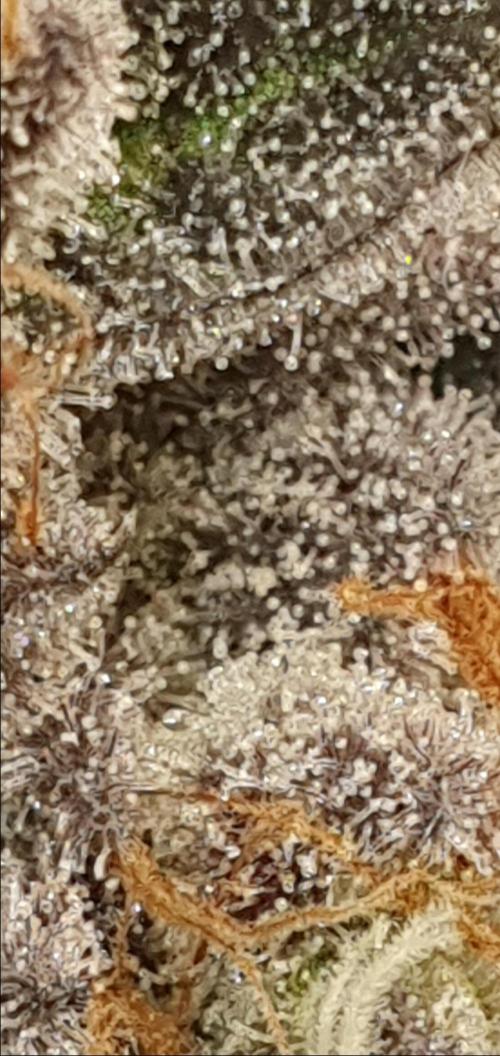 Alien Sparkle. Week 14 - Toss and turn in your bed