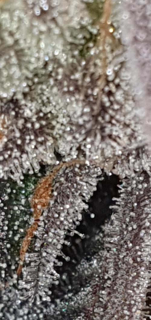 Alien Sparkle. Week 14 - (Sparkle)