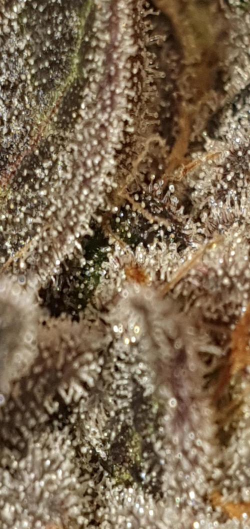 Alien Sparkle. Week 14 - I'm the reason why