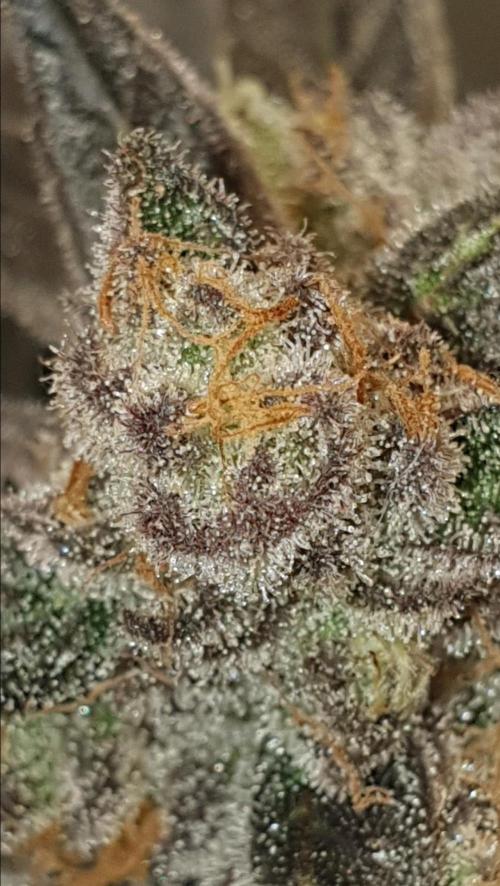 Alien Sparkle. Week 14 - Everyday you get high