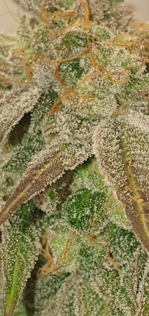 Alien Sparkle. Week 14 - Grass?