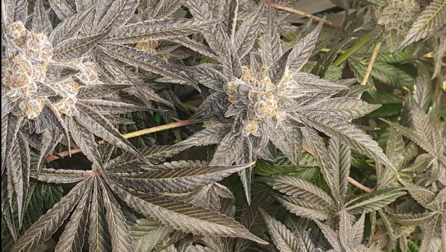 Alien Sparkle. Week 14 - There is the Alien 👽