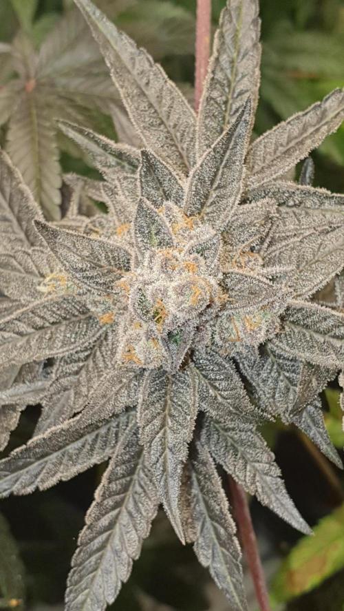 Alien Sparkle. Week 14 - Flash