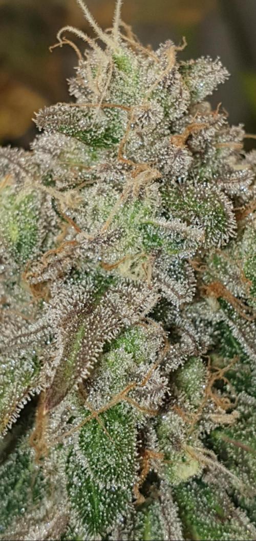 Alien Sparkle. Week 14 - Flash