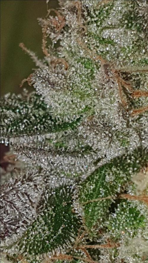 Alien Sparkle. Week 14 - Drippidy drip drip drip