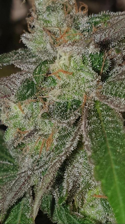 Alien Sparkle. Week 14 - I want to know: do you feel it too?