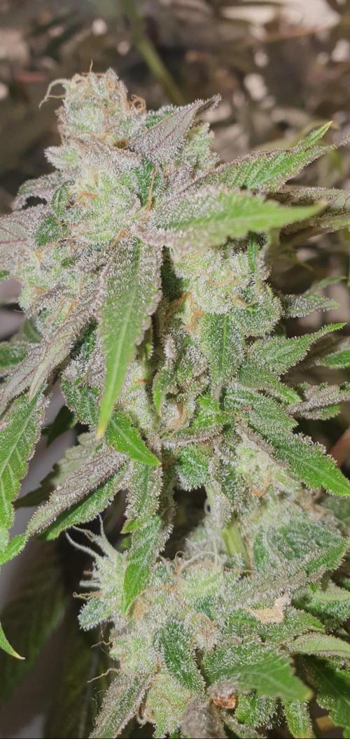 Alien Sparkle. Week 14 - Just like like I do.