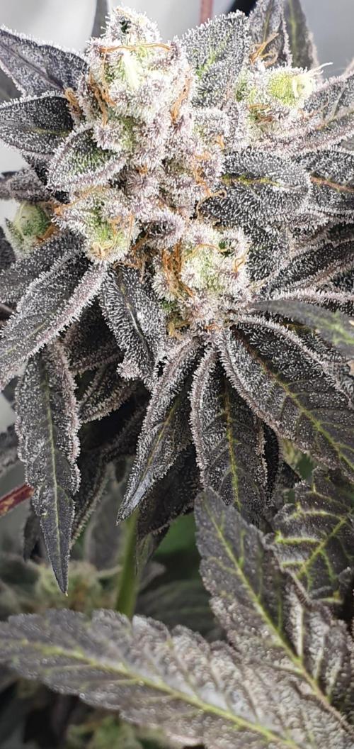 Alien Sparkle. Week 14 - The Alien