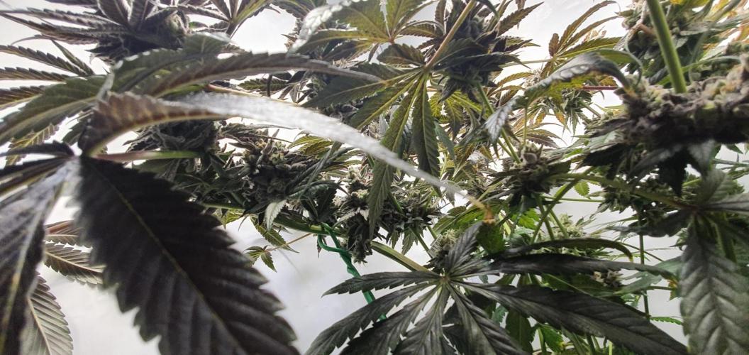 Alien Sparkle. Week 14 - Real high