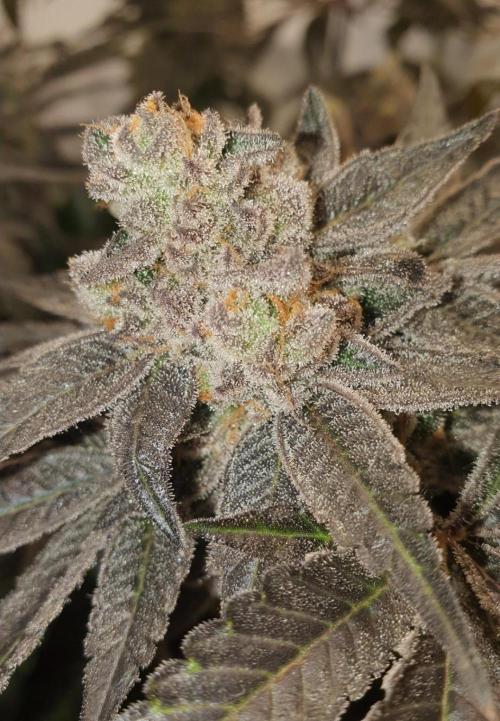 Alien Sparkle. Week 14 - Fire ass weed