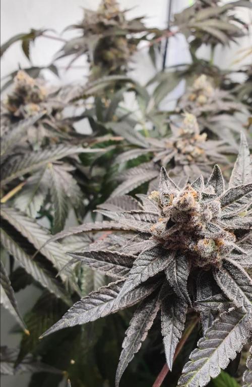 Alien Sparkle. Week 14 - So goo so goo