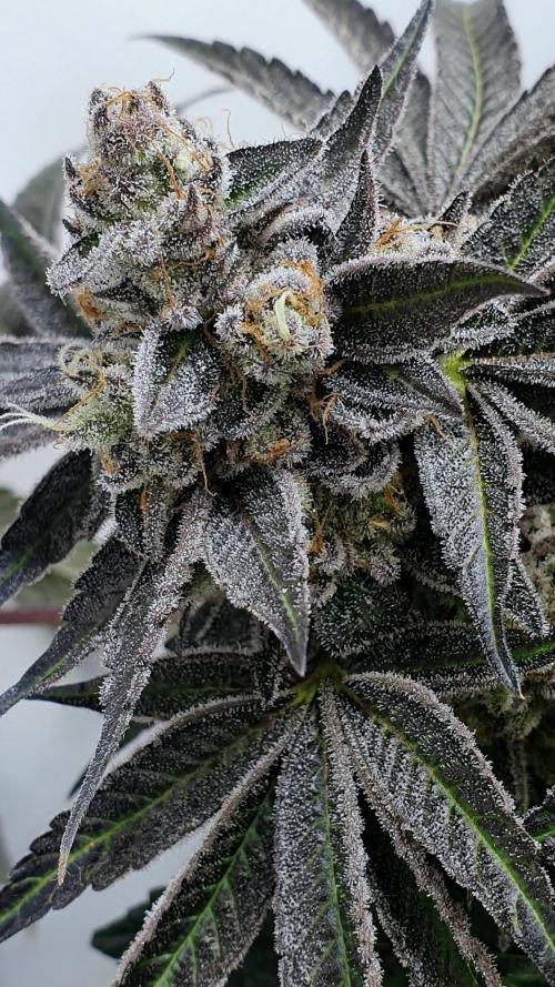 Alien Sparkle. Week 14