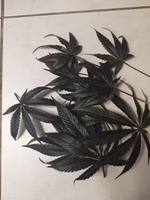 Comment by The_Wanderer photo #1