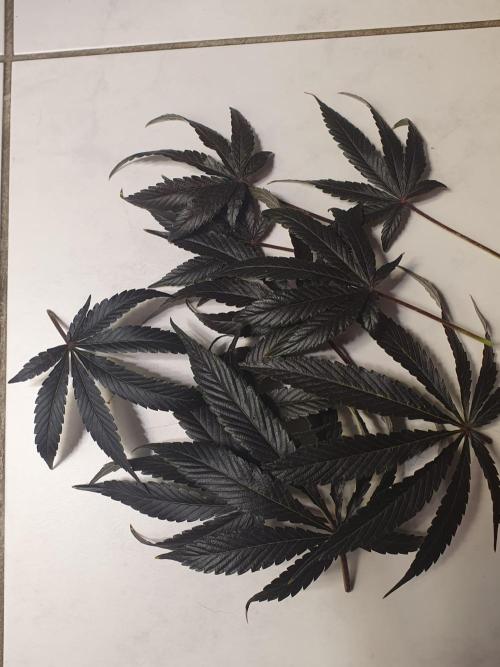 Alien Sparkle. Week 15 - I love this black coloration 