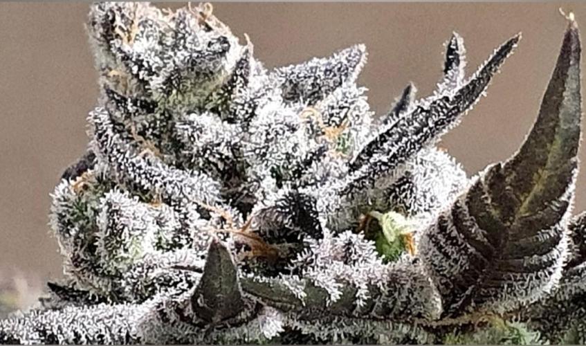 Alien Sparkle. Week 15